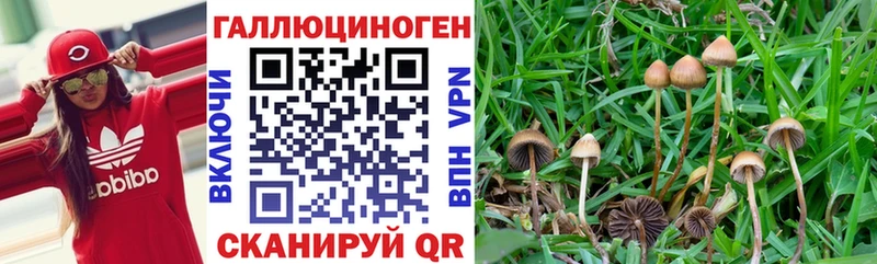 Галлюциногенные грибы прущие грибы Шацк